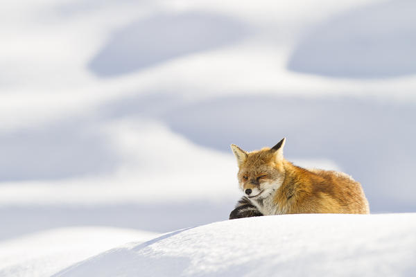 Gran Paradiso National Park, Piedmont, Italy. Red fox.