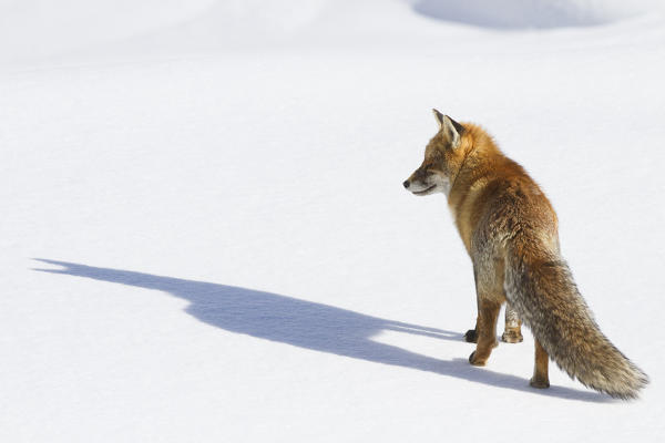 Gran Paradiso National Park, Piedmont, Italy. Red fox.