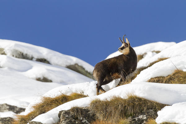 Lombardy, Italy. Chamois.