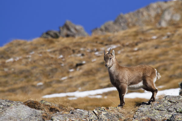 Lombardy, Italy. Ibex.