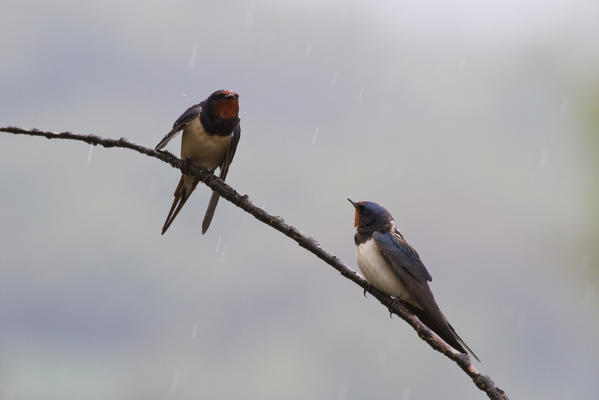 Sebino Natural Reserve, Lombardy, Italy. Swallow