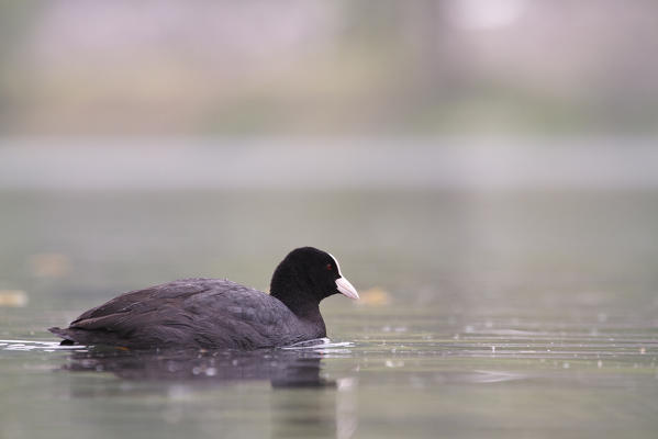 Garda Lake, Lombardy, Italy. Coot