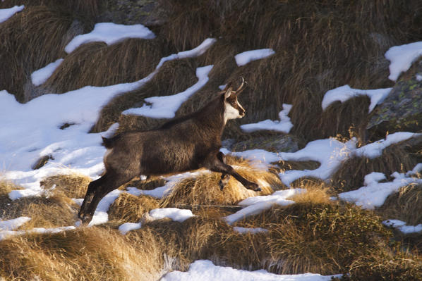 Lombardy, Italy. Chamois.