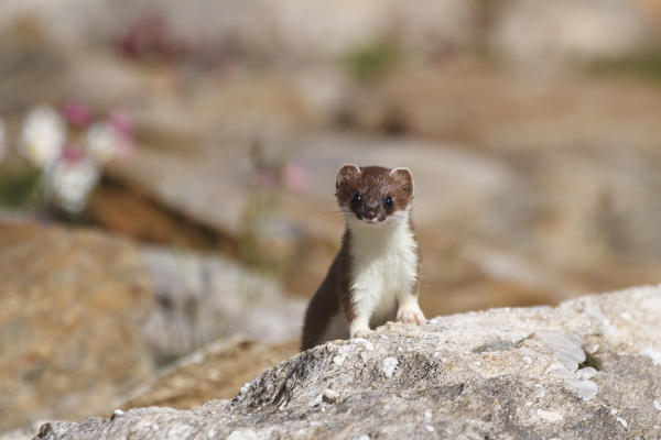 Stelvio National Park, Lombardy, Italy. Ermine