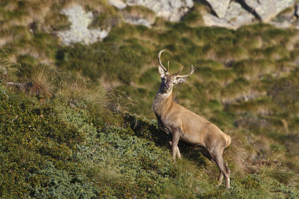 Lombardy, Italy. Red deer.