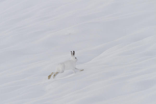 Lombardy, Italy. Mountain hare.