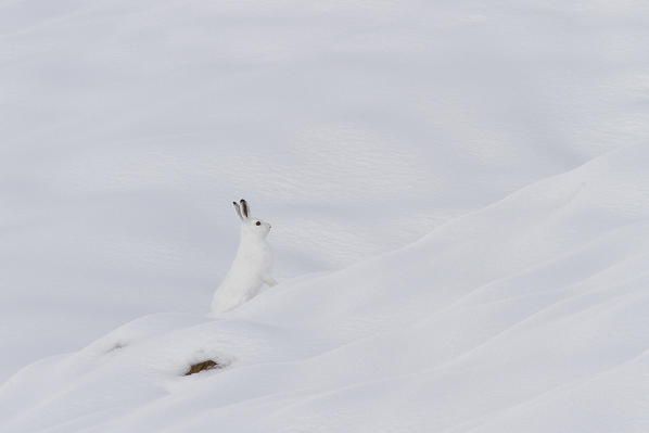 Lombardy, Italy. Mountain hare.