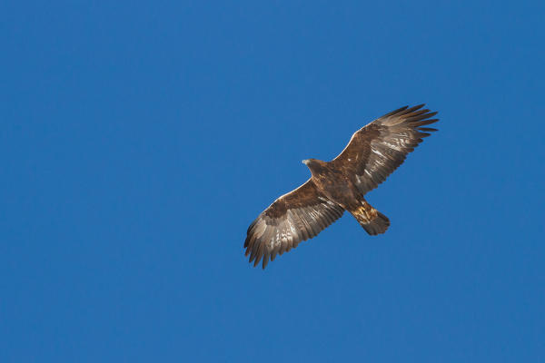Stelvio National Park, Lombardy, Italy. Eagle