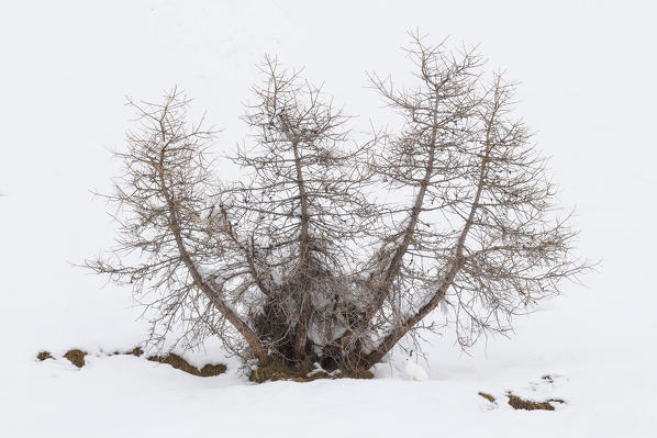 Lombardy, Italy. Mountain hare.