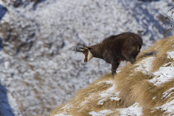 Lombardy, Italy. Chamois.