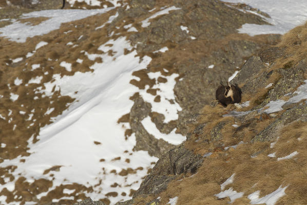 Lombardy, Italy. Chamois.