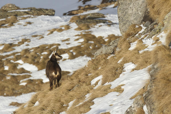 Lombardy, Italy. Chamois.