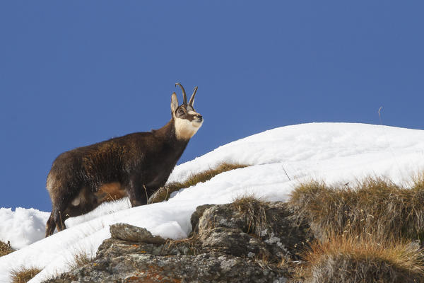 Lombardy, Italy. Chamois.