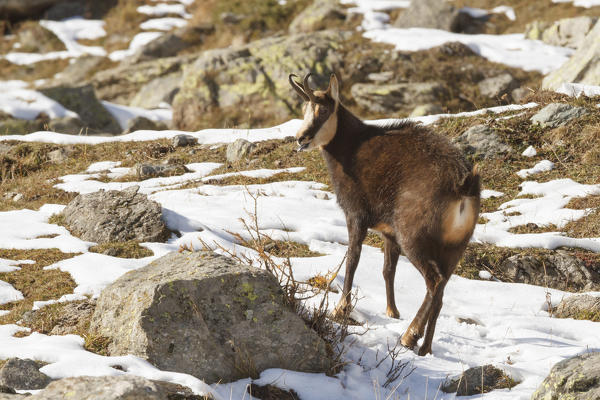 Lombardy, Italy. Chamois.