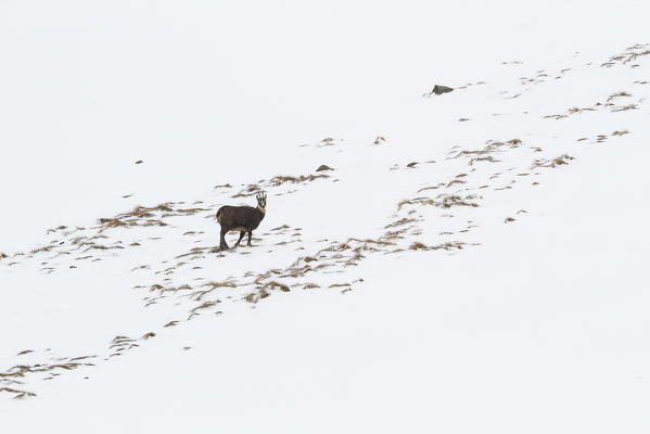 Lombardy, Italy. Chamois.