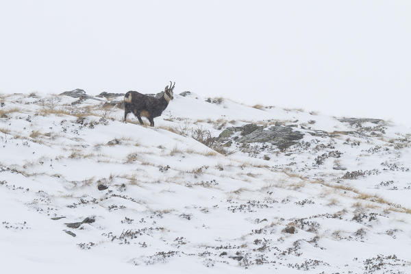 Lombardy, Italy. Chamois.