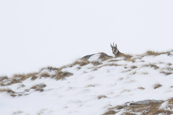 Lombardy, Italy. Chamois.
