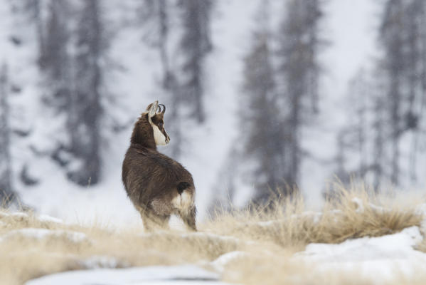 Lombardy, Italy. Chamois.