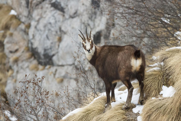 Lombardy, Italy. Chamois.