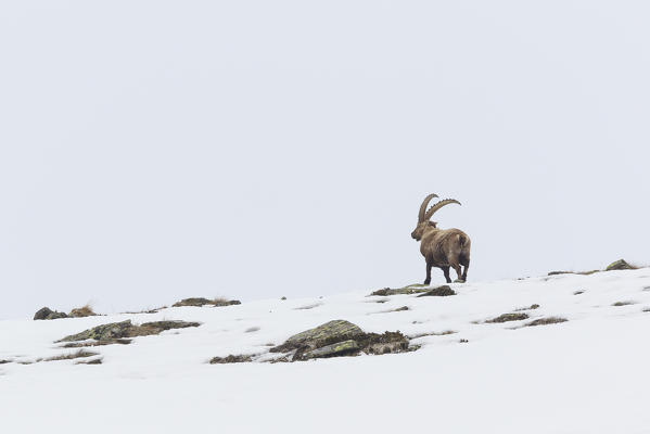 Lombardy, Italy. Ibex.