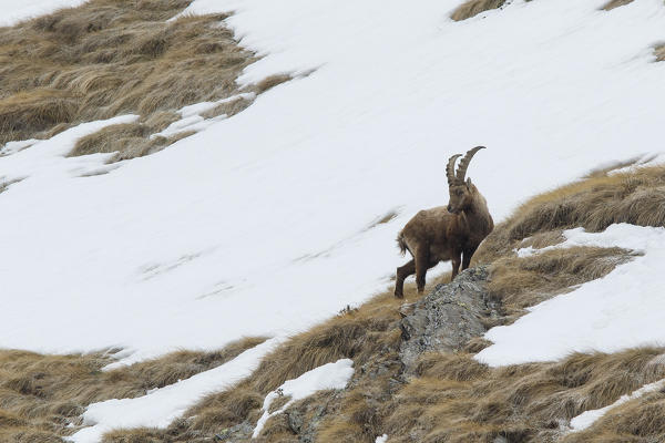 Lombardy, Italy. Ibex.