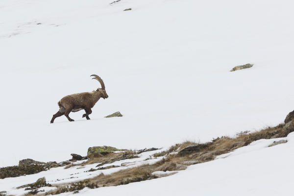Lombardy, Italy. Ibex.
