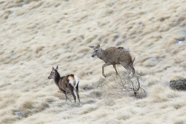 Lombardy, Italy. Red deer.