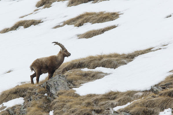 Lombardy, Italy. Ibex.