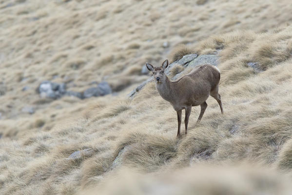Lombardy, Italy. Red deer.