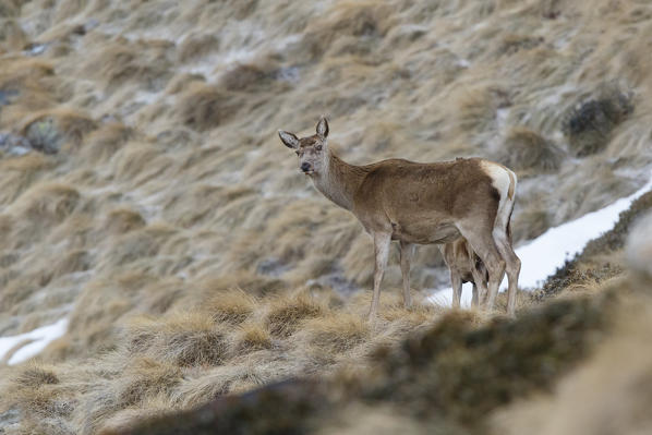 Lombardy, Italy. Red deer.