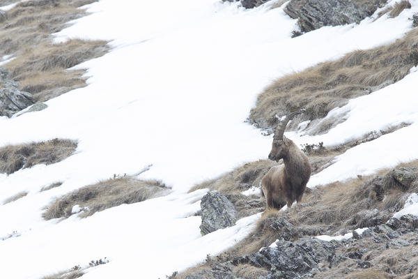 Lombardy, Italy. Ibex.