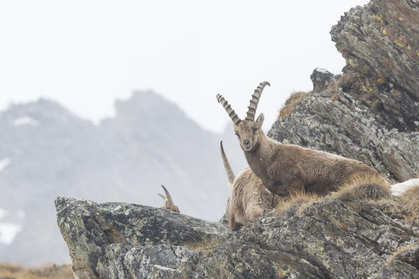 Lombardy, Italy. Ibex.