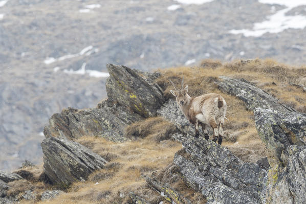 Lombardy, Italy. Ibex.