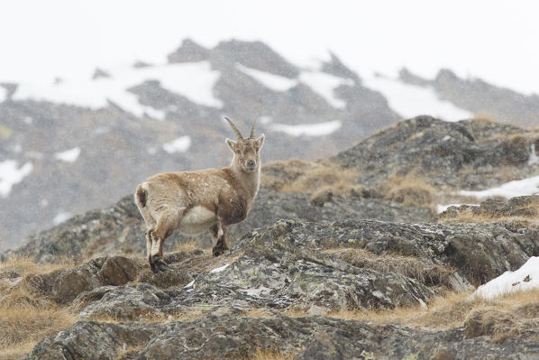 Lombardy, Italy. Ibex.