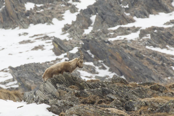 Lombardy, Italy. Ibex.