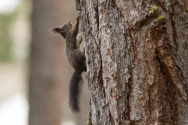 Roseg Valley, Switzerland. Red squirrel.