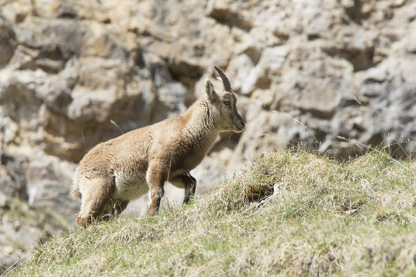 Lombardy, Italy. Ibex.