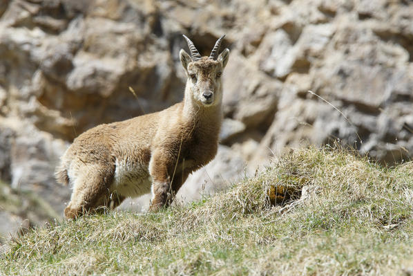Lombardy, Italy. Ibex.