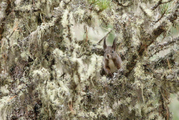 Roseg Valley, Switzerland. Red squirrel.