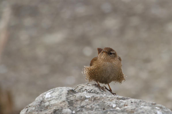 Garda Lake, Lombardy, Italy. Wren