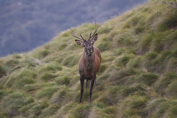 Lombardy, Italy. Red deer.