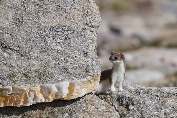 Stelvio National Park, Lombardy, Italy. Ermine