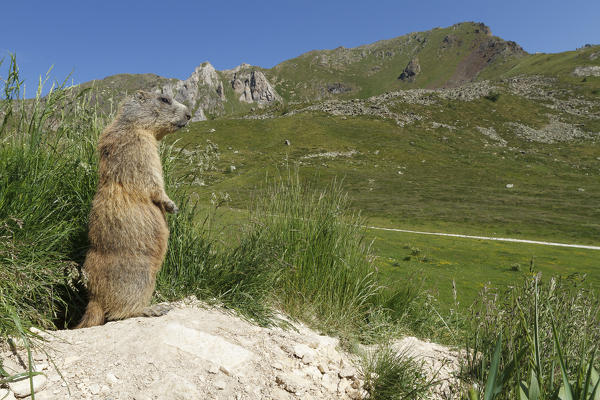 Stelvio National Park, Lombardy, Italy. Alpine marmot.