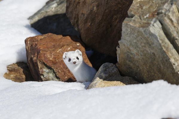 Stelvio National Park, Lombardy, Italy. Ermine