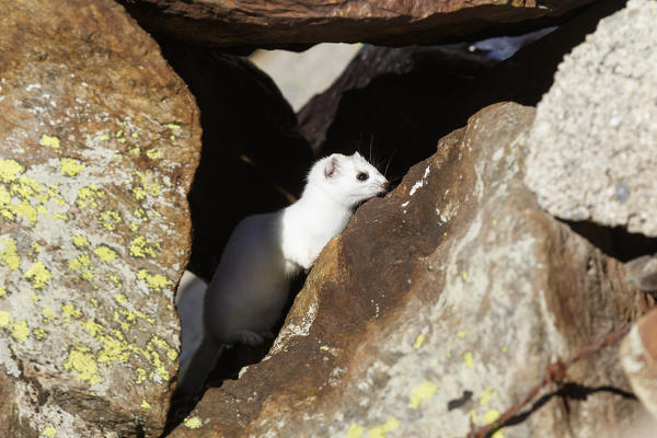 Stelvio National Park, Lombardy, Italy. Ermine