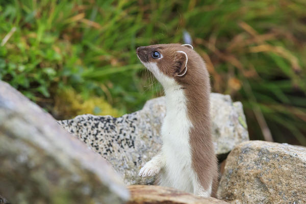 Stelvio National Park, Lombardy. Italy. Ermine