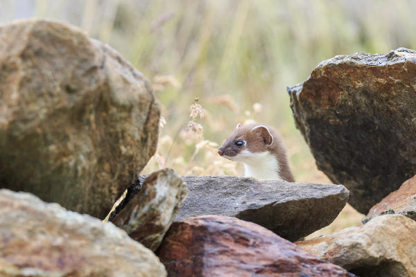 Stelvio National Park, Lombardy. Italy. Ermine