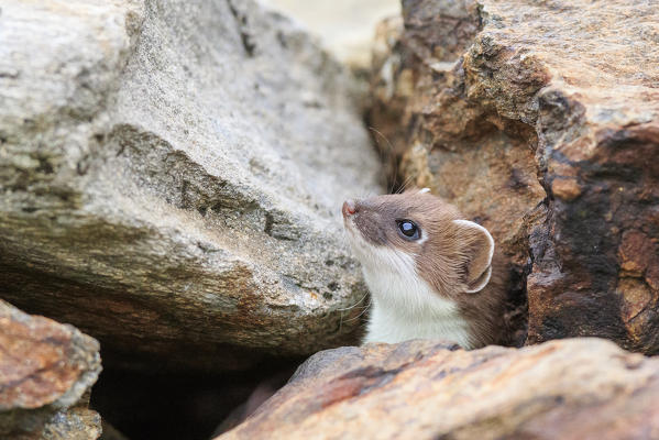 Stelvio National Park, Lombardy. Italy. Ermine