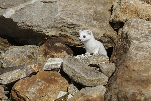 Stelvio National Park, Lombardy, Italy. Ermine