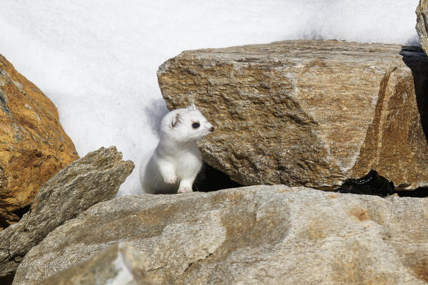 Stelvio National Park, Lombardy, Italy. Ermine